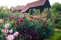 Parterre de fleurs officiel de Dahlias et annuelles, y compris Dahlia 'Downham Royal' avec grange en arrière-plan - Ulting Wick, Essex