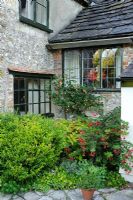 Abutilon, Sarcococca, Hortensia et Fuchsias avec maison derrière - Barnwells, Cerne Abbas, Dorset.