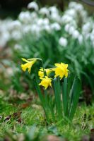 Narcisse 'Soufre précoce de Bowles' avec Galanthus nivalis