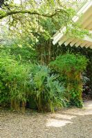 Trachycarpus fortunei et Bamboos plantés pour cacher les bacs roulants.