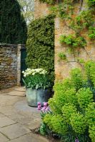 Tulipa 'Spring Green' en vieux pot de cuivre vert-de-gris. Tachelospermum formé sur mur, Tulipa 'Blue Heron' et Euphorbia en parterre de fleurs - Coton Manor, Northamptonshire.