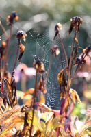 Graines de pivoine avec toiles d'araignées - octobre