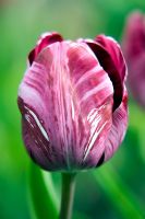 Tulipa 'Salomé'