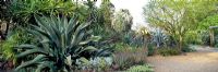 Grand parterre résistant à la sécheresse, y compris l'agave, le yucca, les palmiers et les plantes succulentes - Walnut Creek, Californie, États-Unis