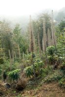 Echium pininana - Echium arboricole poussant sur une colline boisée dans les îles Anglo-Normandes