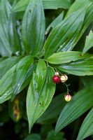 Maianthemum stellatum - fruits en automne