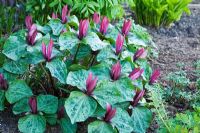 Trillium chloropetalum var. giganteum