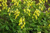 Thermopsis caroliniana - Carolina Lupin