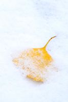 Feuille de Ginkgo biloba saupoudrée de neige