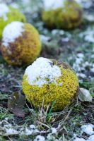 Maclura pomifera - Fruits tombés avec de la neige