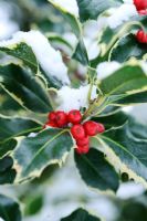 Ilex aquifolium - Baies de houx panachées de neige