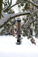 Mangeoire pour oiseaux sur une branche d'un Cotoneaster lacteus couvert de neige à l'entrée avant de Gowan Cottage