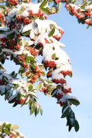 Cotoneaster lacteus couvert de baies et de neige