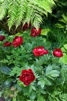 Paeonia 'Buckeye Belle' - 'British Heart Foundation Garden', médaillée d'argent, RHS Chelsea Flower Show 2011