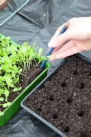 Extraire les jeunes plants de laitue du bac à graines, à l'aide d'un crayon, de laitue Tintin