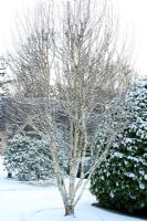 Betula et buisson de laurier coupé avec couverture de neige - Les jardins de Brig O 'Doon House Hotel, Burns National Heritage Park, Alloway, Ayr, Ecosse