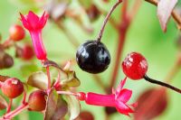 Fuchsia 'Karen Isles' - Fleurs et fruits qui se forment lorsque la fleur meurt, août