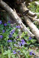 Plancher de bois de noisetier taillé avec Viola riviniana - Violettes pour chiens