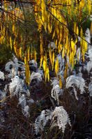 Partenaires de plantation Miscanthus sinensis 'Graziella' et Salix acutifolia 'Blue Streak, novembre