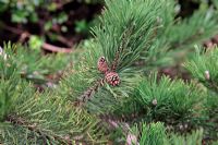 Pinus mugo 'Krauskopf'
