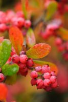 Berberis x carminea baies en automne