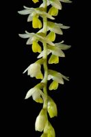Dendrochilum cobbianum - pendentif fleur pendentif