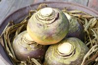 Brassica napus - Suédois dans un bol en céramique, protégé avec du raphia