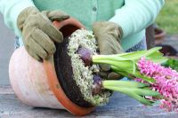Femme, enlever, pot, hyacinthus, pot, replanter, jardin
