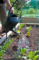 Planter des bouchons de betterave 'Boston' - Arrosez-les. Gardez bien arrosé, surtout par temps sec d'été.