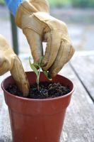 Plantation de piment «Etna» - plantez le bouchon dans le trou de plantation. Tenez les feuilles, ne tenez jamais la tige.