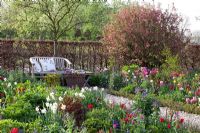 Parterres de tulipes et de narcisses, coin salon sous Ribes sanguineum 'King Edward' - Jardin Imig-Gerold