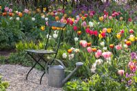 Siège de jardin, arrosoir et parterres de fleurs de Tulipa, Lunaria annua et Brunnera macrophylla - Jardin Imig-Gerold