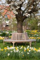 Banc circulaire entourant un cerisier en fleur, jonquilles plantant en cercle - Jardin Imig-Gerold