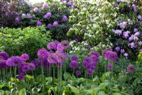 Hosta, Allium 'Globemaster' et Cornus kousa 'Teutonia' - Jardin Imig-Gerold