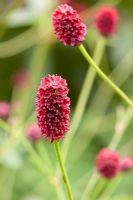 Sanguisorba officinalis 'Arnhem' - Ruinerwold Garden