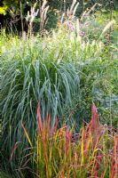 Pennisetum alocepuroides, Imperata cylindrica 'Red Baron' - Huys en Hof