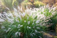 Pennisetum alopecuroides 'Cassian'