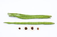 Moringa oleifera - Arbre de pilon indien ou les gousses de graines de raifort