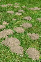 Molehills, montrant une activité récente sous terre