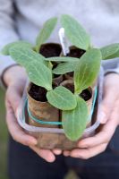 Jeune Cucurbita pepo - Courgette 'Romanesco' cultivée en tubes de papier toilette, avril