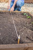 Utilisation d'une ligne de ficelle pour délimiter la bordure de légumes pour la plantation de Borecole 'Redbor F1'