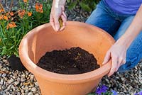 Pot de plantation de printemps avec Cornus 'Winter Beauty', Erysimum 'Apricot Delight' et Alto 'True Blue' - Ajout de morceaux de terre cuite cassés pour le drainage