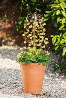 Pot de plantation de printemps avec Salix caprea, Primula veris et Primula 'Gold Lace'