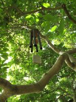 Carillons éoliens suspendus aux branches sculpturales d'un Magnolia