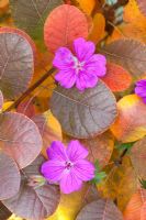 Cotinus coggygria 'Royal Purple' et Geranium 'Khan'