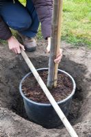 Étape par étape, femme plantant un coing - vérification de la profondeur du trou avec un poteau