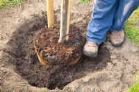 Étape par étape - Planter un coing - raffermir le sol avec les pieds