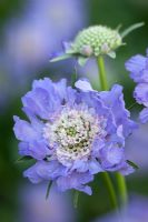 Scabiosa 'Flowerbed Mixed' - Scabious