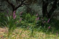 Gladiolus italica dans une oliveraie