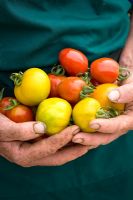 Les mains du jardinier tenant des tomates